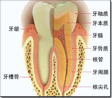 牙齦腫痛